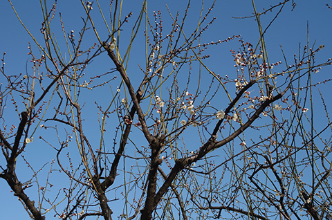 有馬梅林公園-初春の梅