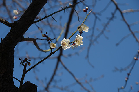有馬梅林公園-梅の花